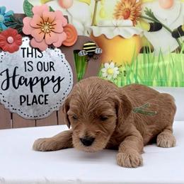 Turquoise Orion - Red  male Goldendoodle puppy in Cincinnati, Ohio from KSchott Kennels