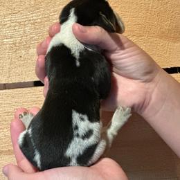 Female 2 - Black brown and white female Basset Hound puppy in Lindley, New York from Hill Top Basset Hounds & Cane Corso
