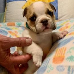 Bulldog Puppies from Heavensent Bulldogs