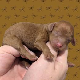 Male 4 - Red male Cavapoo puppy in Coshocton, Ohio from Forever Family Puppies