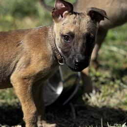 Dahlia - Yellow female Dutch Shepherd puppy in Clarksville, Tennessee from Vuurhart Herders