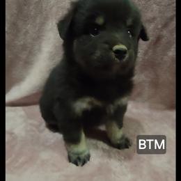 Onyx - Black tri male Miniature Australian Shepherd puppy in Bend, Oregon from Badlands Toy and Mini Aussies