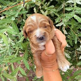 Summer - Red  female Goldendoodle puppy in Battleground, Washington from Doodles Delight PNW