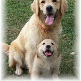 Golden Retriever Puppies from Hearts of Gold Retrievers LLC