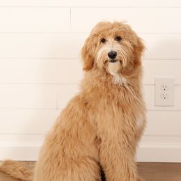 Mila - Goldendoodle