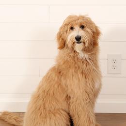 Mila - Goldendoodle
