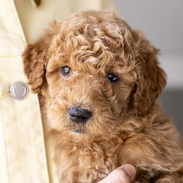 Ginger - Red  female Poodle puppy in Grimsley, Tennessee from Above Standard Poodles