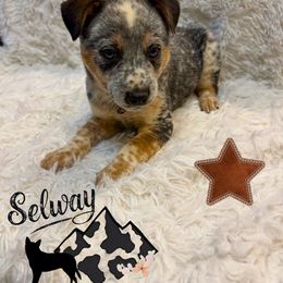 Brown Collar - Blue mottled male Australian Cattle Dog puppy in Kamiah, Idaho from Selway Australian Cattle Dogs
