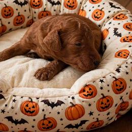 Boy 1 - Red  male Poodle puppy in Mc Henry, Illinois from Sunset Maple Poodles