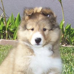 Labrador Retrievers and Shetland Sheepdogs from Enchanted Labradors & Shelties