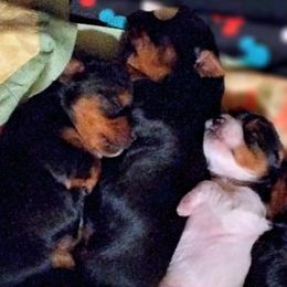 Yorkshire Terriers from Bow Wow Yorkies
