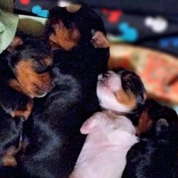 Yorkshire Terriers from Bow Wow Yorkies