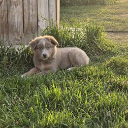 Randall - Dilute red male Australian Shepherd puppy in Ogden, Utah from Charmed Australian Shepherds