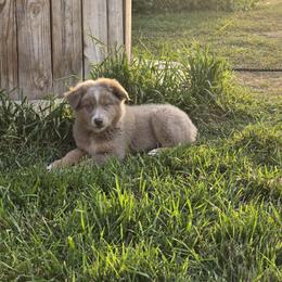 Randall - Dilute red male Australian Shepherd puppy in Ogden, Utah from Charmed Australian Shepherds