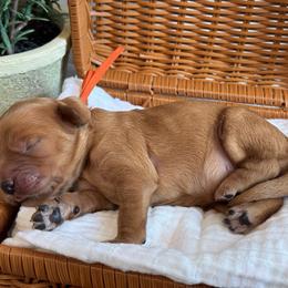Orange - Red  female Goldendoodle puppy in Hesperia, Michigan from Red Acres Poodles & Doodles