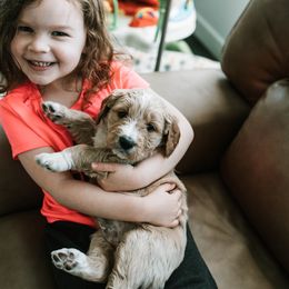 Goldendoodle and Golden Retriever Puppies from Poofy Puppies