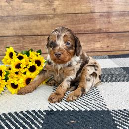 Keanu - Merle male Cockapoo puppy in Beresford, South Dakota from DAKOTA DOOD RANCH
