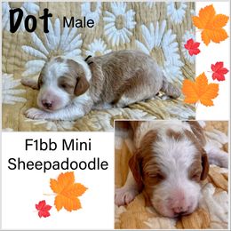 Sheepadoodle Puppies from Skye Valley Doodles