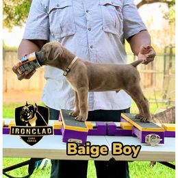 Boy 1 - Fawn Cane Corso puppy in College Station, Texas from Ironclad Cane Corso