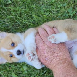 Pembroke Welsh Corgi Puppies from Enchanted Corgis