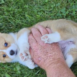 Pembroke Welsh Corgi Puppies from Enchanted Corgis