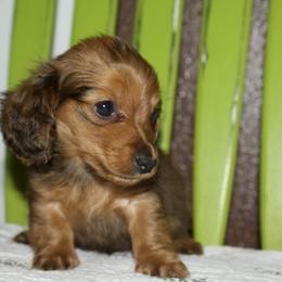 Bambam - Sable male Dachshund puppy in Midland, Texas from The Barefield Doxies