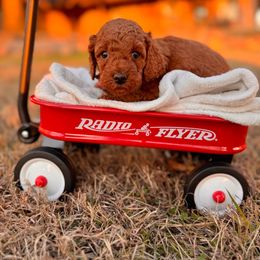 Dancer- Pink Collar - Red  female Goldendoodle puppy in Burleson, Texas from Kendall’s Kennel