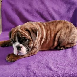 English Bulldog Puppies from Mudlick Bulldogs