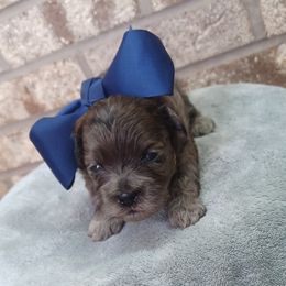 Cobain - Merle male Shihpoo puppy in Delphos, Ohio from Route 66 Poodles & Doodles, Sapphire Shih-tzu's of Ohio
