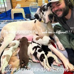 Leisel - Great Dane
