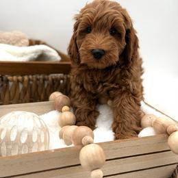 Blue collar - Red  male Goldendoodle puppy in Belgrade, Montana from 406springhilldoodles