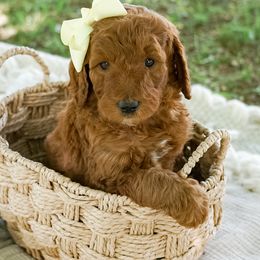 Goldendoodle Puppies from Beloved_doodles_WA