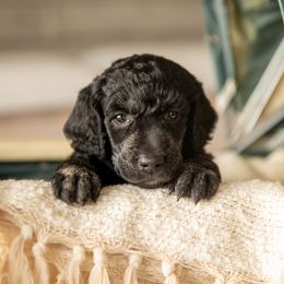 Poodle Puppies from Setting the Standard Poodles