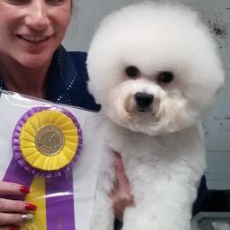 Bichon Frises and Havanese from Cambeas Puppies