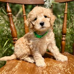 Green - Red  male Goldendoodle puppy in Hesperia, Michigan from Red Acres Poodles & Doodles