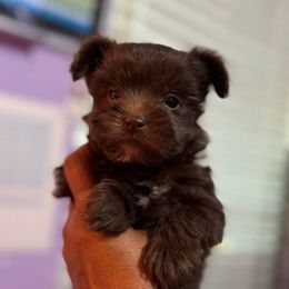 TC062825-Choc female - Chocolate and tan female Yorkshire Terrier puppy in Dallas, Texas from JBzPawz