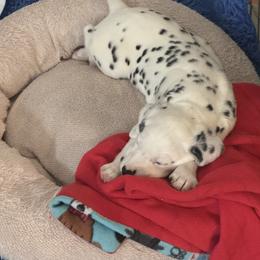 Dalmatian puppies from Hapi-Dal Dalmatians and Primetime Whippets