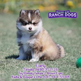 Everly - Gray and white female Pomsky puppy in Humeston, Iowa from M.A.R. Dogs