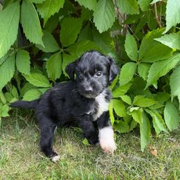 Groot - Black and white male Xoloitzcuintli puppy in Manitowoc, Wisconsin from Wonderland Kennel