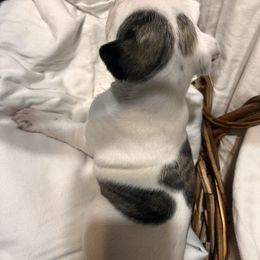 Tala - Brindle and white female Boston Terrier puppy in London, Kentucky from Antjie Boston