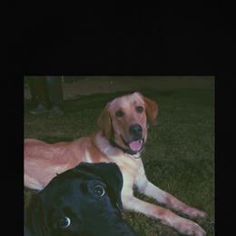 Labrador Retriever and Poodle All Grown Up from CMJ Kennels