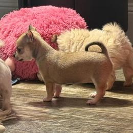 Fawn female price: 6,500 - Fawn female Chihuahua puppy in Summerfield, Florida from Uey’s Chihuahuas