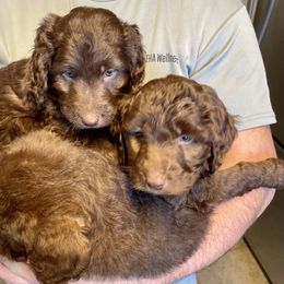 Labradoodle and Poodle Puppies from Top Knot Companions Poodles and Labradoodles