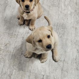 Labrador Retriever Puppies from Majestic Forrest Labradors