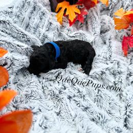 Boy THREE - Black male Poodle puppy in Detroit, Michigan from QaeQaePups LLC