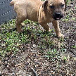 Boerboel Puppies from Josef Okunas