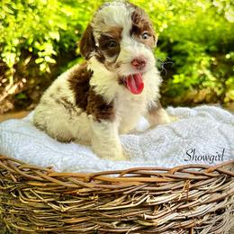 Showgirl - Merle female Bernedoodle puppy in Thornville, Ohio from Four Front Doodles & Friends