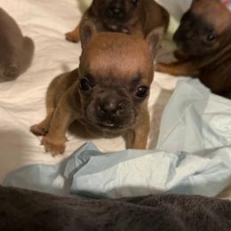 Bluefawn female - Blue fawn female French Bulldog puppy in Pennsylvania from R & C French Bulldogs