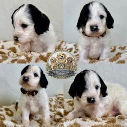 Boy 1 - Parti male Goldendoodle puppy in Sanger, California from Delta Doodless