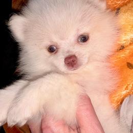 Creama De Dulce - Cream female Pomeranian puppy in East Mountain, Texas from Fairchild Fancy Pomeranians and Coachella Pomeranians